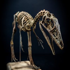 Life-size Compsognathus skeleton 3D printed from STL file – small theropod by Nova Studios