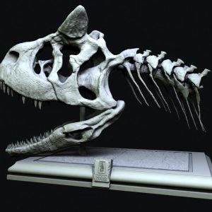 Carnotaurus Skull STL file – 3D printable dinosaur model view 2 by Nova Studios