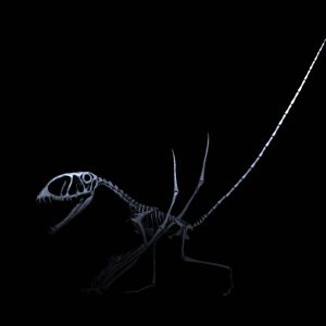 Dimorphodon Skeleton STL file – 3D printable dinosaur model view 4 by Nova Studios