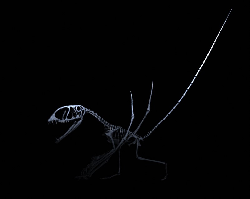 Dimorphodon Skeleton STL file – 3D printable dinosaur model view 4 by Nova Studios