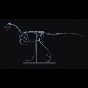 Life-size Archaeopteryx skeleton 3D printed from STL file – first bird fossil by Nova Studios