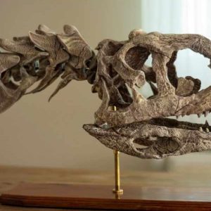 Majungasaurus Skull STL file – 3D printable dinosaur model view 3 by Nova Studios