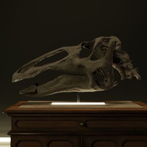 Edmontosaurus Skull STL file – 3D printable dinosaur model view 6 by Nova Studios