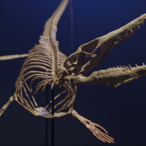 Tylosaurus Skeleton STL file – 3D printable dinosaur model view 4 by Nova Studios