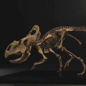 Protoceratops Skeleton STL file – 3D printable dinosaur model view 2 by Nova Studios
