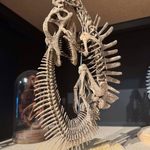 Spinosaurus Fetus Skeleton STL file – 3D printable dinosaur model view 3 by Nova Studios