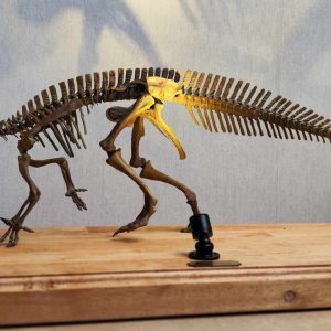 Mantellisaurus Skeleton STL file – 3D printable dinosaur model view 3 by Nova Studios