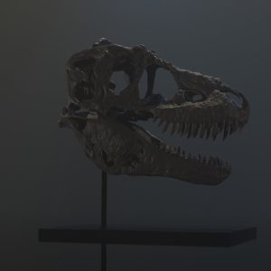 Life-Sized Daspletosaurus torosus Skull