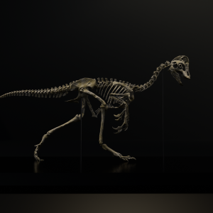 Anzu wyliei Skeleton STL file – 3D printable dinosaur model view 3 by Nova Studios