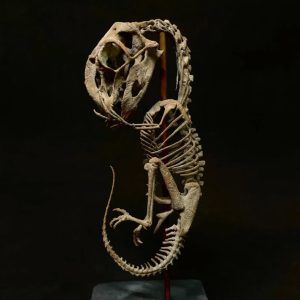 Oviraptor Fetus Skeleton STL file – 3D printable dinosaur model view 2 by Nova Studios