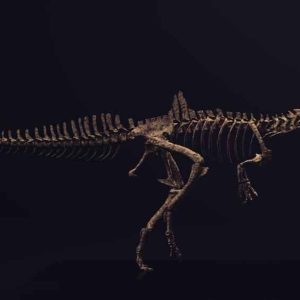Concavenator Skeleton STL file – 3D printable dinosaur model view 4 by Nova Studios