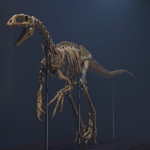 Australovenator Skeleton STL file – 3D printable dinosaur model view 4 by Nova Studios