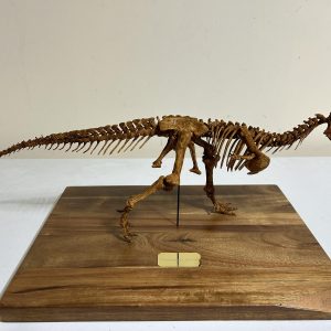 Carnotaurus Skeleton STL file – 3D printable dinosaur model view 4 by Nova Studios