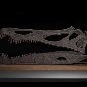 Suchomimus Skull STL file – 3D printable dinosaur model view 3 by Nova Studios