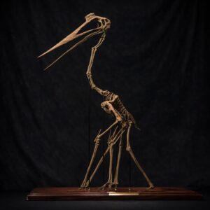 Quetzalcoatlus skeleton 3D printed from STL file – giant pterosaur by Nova Studios