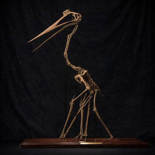 Quetzalcoatlus skeleton 3D printed from STL file – giant pterosaur by Nova Studios