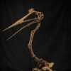 Quetzalcoatlus Skeleton STL file – 3D printable dinosaur model view 3 by Nova Studios