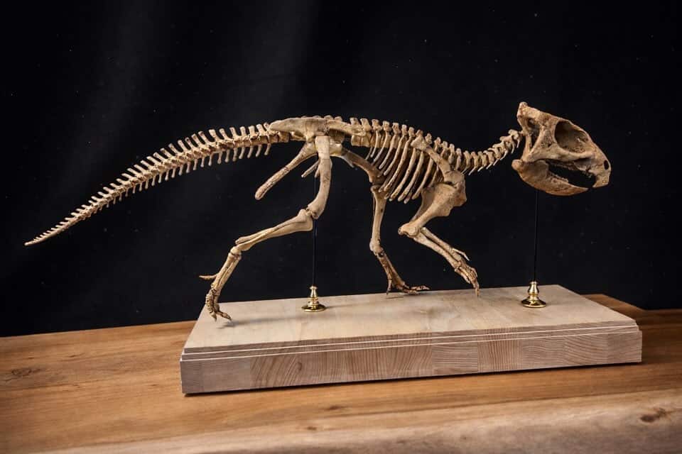 World-first Aquilops americanus skeleton by Nova Studios