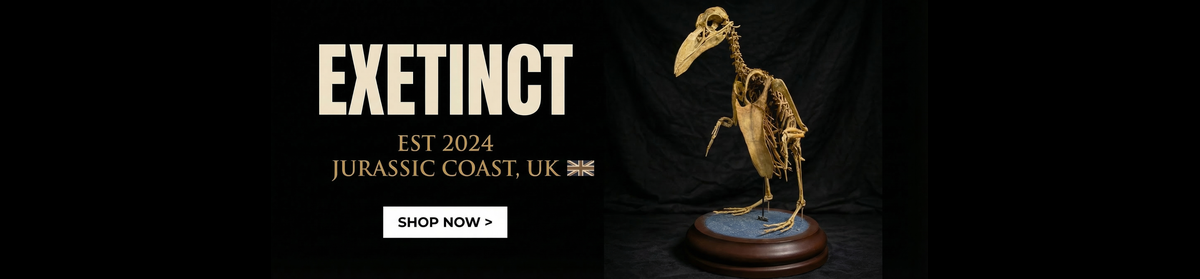 Exetinct - Official UK partner for Nova Studios - Jurassic Coast, UK - Shop Now