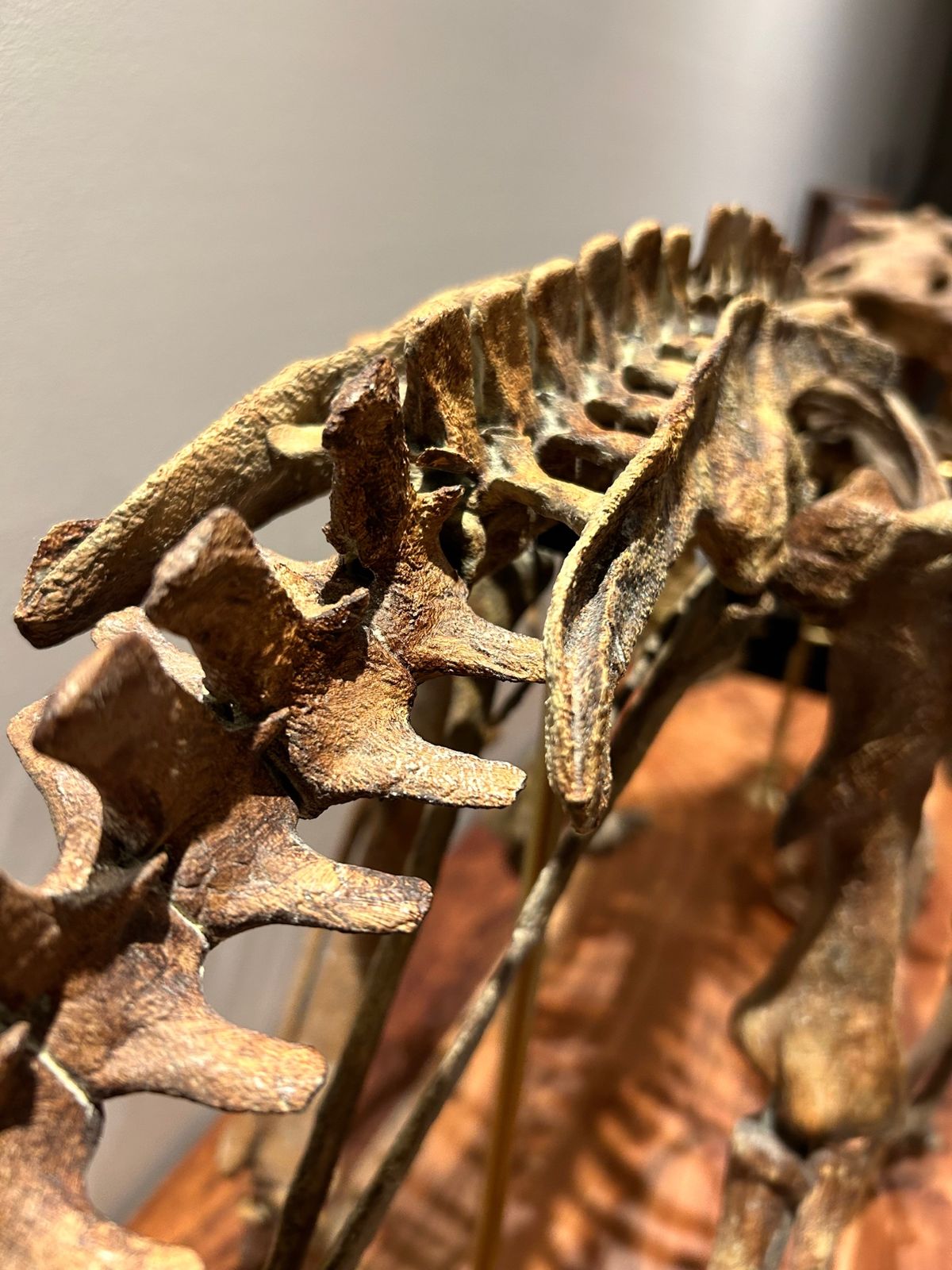 Nova Studios skeleton — vertebrae detail
