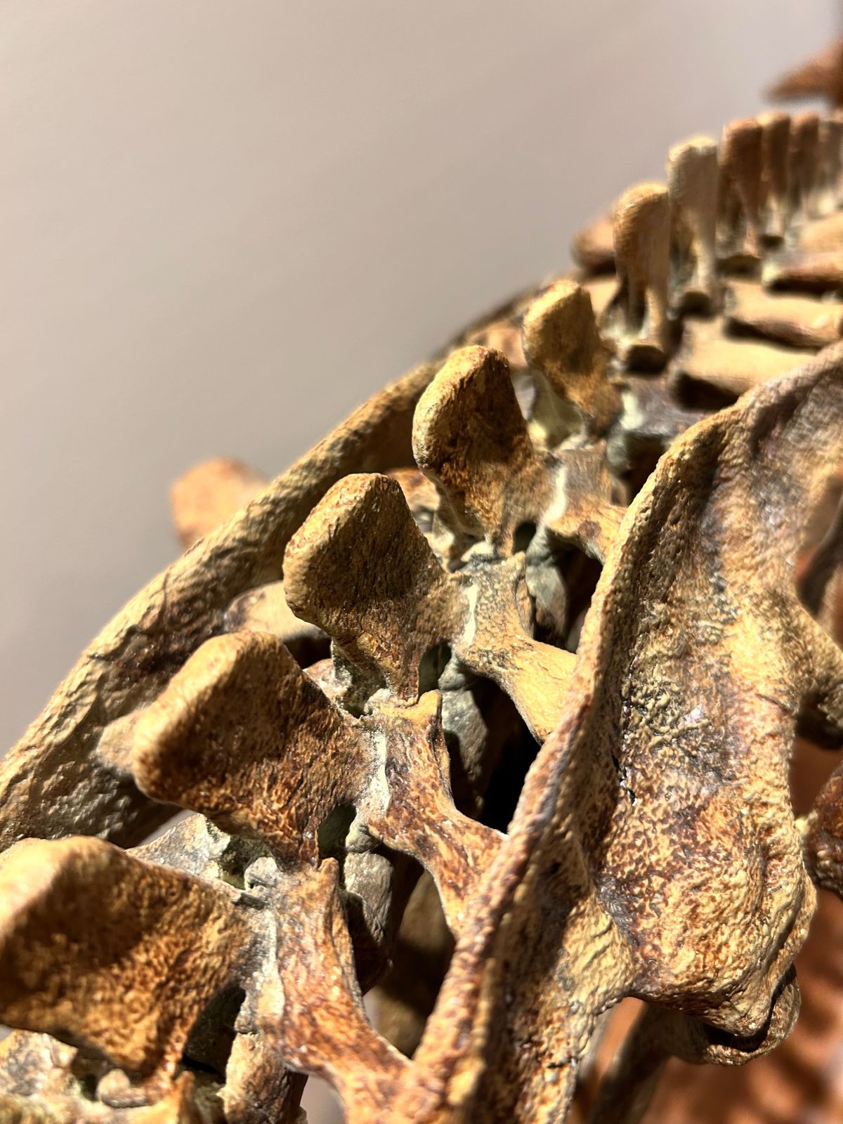 Nova Studios skeleton — dorsal vertebrae