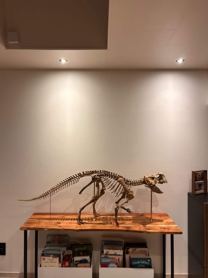 World-first 1.8m Psittacosaurus sibiricus skeleton by Nova Studios