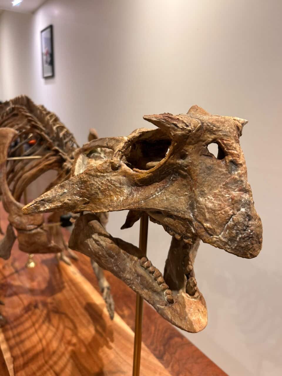 Psittacosaurus sibiricus skeleton detail