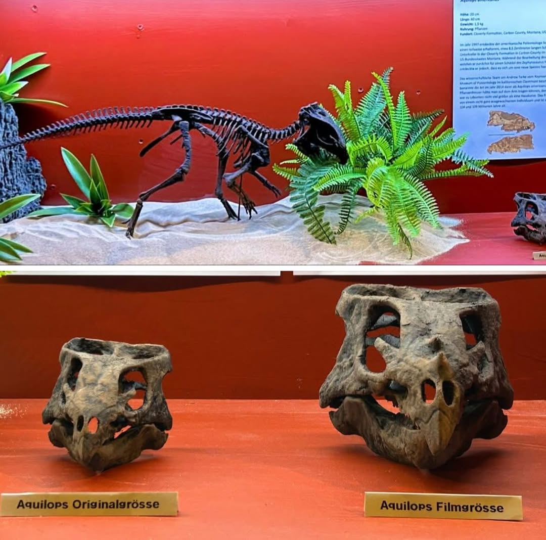 Aquilops americanus on display at Sauriermuseum Bellach