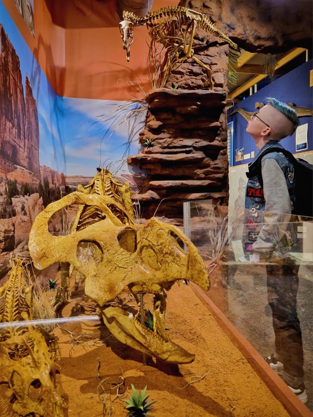 Child viewing Protoceratops andrewsi skull at Sauriermuseum Bellach