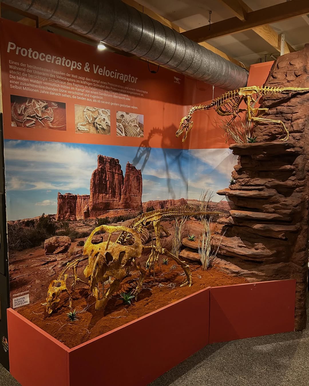 Protoceratops andrewsi mother and daughter skeleton display at Sauriermuseum Bellach