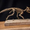 Aquilops skeleton STL printed in resin on a wooden display base