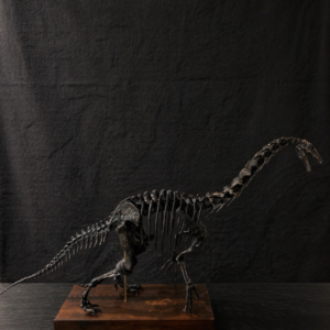 Therizinosaurus skeleton STL file – 3D printable giant claw dinosaur model by Nova Studios