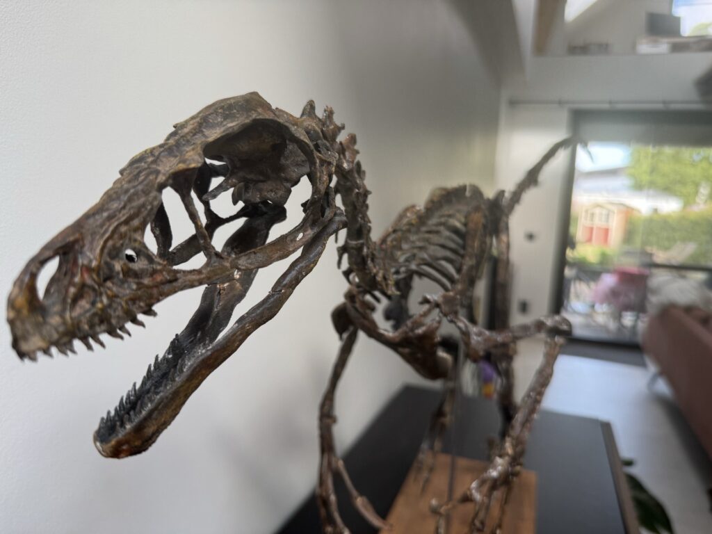 3D printed Bambiraptor feinbergi skeleton, skull and neck in close-up, sculpted by Nova Studios