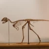 Life-size Berthasaura dinosaur skeleton STL printed and mounted on a wooden base