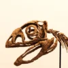 Toothless Berthasaura skull with sclerotic eye ring, dinosaur skeleton STL detail