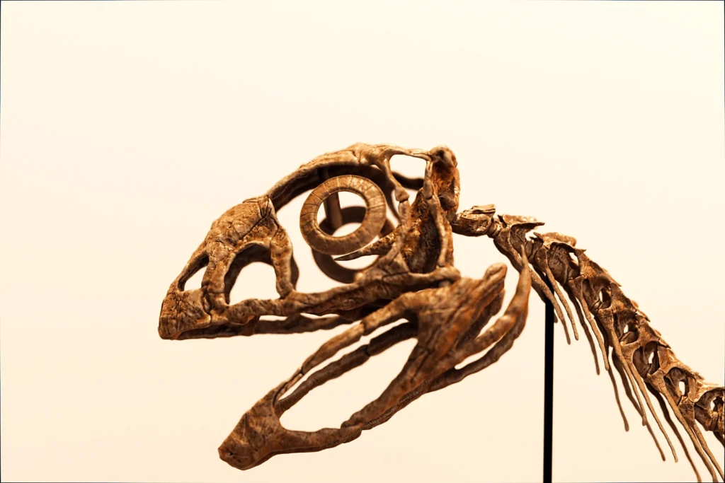 Toothless Berthasaura skull with sclerotic eye ring, dinosaur skeleton STL detail