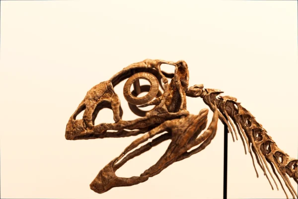 Toothless Berthasaura skull with sclerotic eye ring, dinosaur skeleton STL detail
