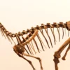 Neck and ribcage of the printed Berthasaura dinosaur skeleton STL