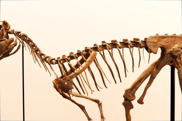 Neck and ribcage of the printed Berthasaura dinosaur skeleton STL