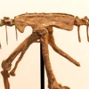 Pelvis and hip sockets on the steel support rod, Berthasaura dinosaur skeleton STL