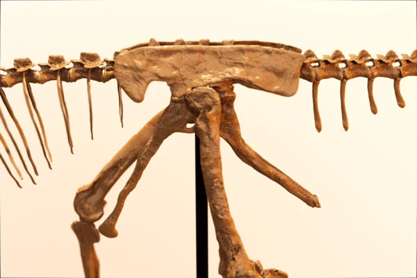 Pelvis and hip sockets on the steel support rod, Berthasaura dinosaur skeleton STL