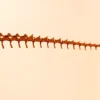 Tapering caudal series of the Berthasaura dinosaur skeleton STL