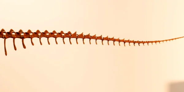 Tapering caudal series of the Berthasaura dinosaur skeleton STL