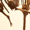 Forelimbs and shoulder girdle of the printed Berthasaura dinosaur skeleton STL