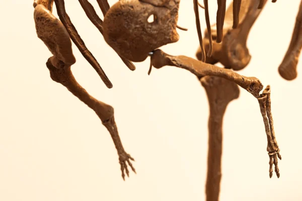 Forelimbs and shoulder girdle of the printed Berthasaura dinosaur skeleton STL
