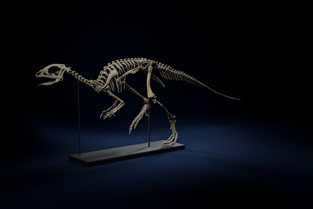 Jeholosaurus skeleton STL, life-size 3D printed dinosaur skeleton on its base, three-quarter view from the front left