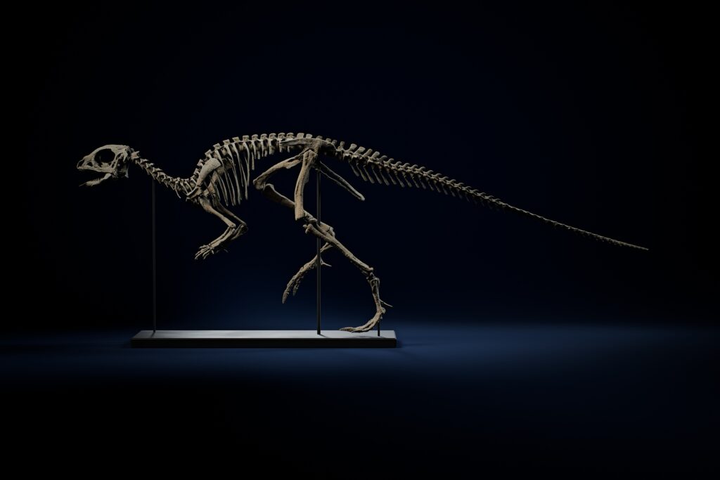 Jeholosaurus skeleton in side view, life-size 3D printed dinosaur skeleton, 72 cm from snout to tail tip