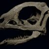 Jeholosaurus skull close-up from the skeleton STL, left side with the jaw open