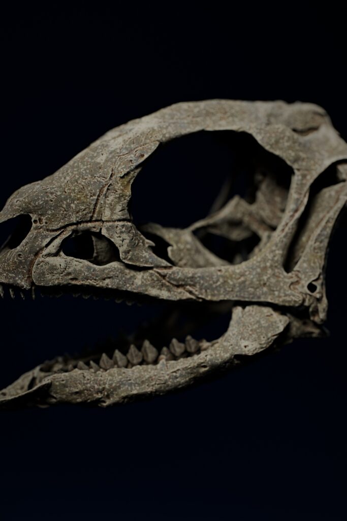 Jeholosaurus skull close-up, sculpted on the CT models of the juvenile skull YLSNHM 01942