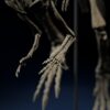 Jeholosaurus forelimbs and hands, close-up of the 3D printable skeleton